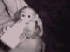 Mono capuchino de bebés para la venta
