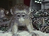 Bebé monos capuchinos disponibles