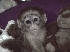 Bebé mono capuchino para la adopción