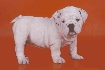 Adorables cachorros bulldog inglés para adopción Animales/Mascotas