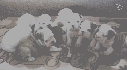Bulldog ingles con pedigree Animales/Mascotas