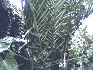 Vendo hermosa palmera chilena 4 mts.