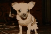 Hhemos chihuahua cachorro Animales/Mascotas