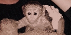 Bebe mono capuchino para su adopción