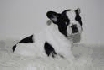 Cachorros bulldog francés para su aprobación Animales/Mascotas