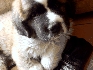Cachorro san bernardo Animales/Mascotas