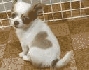 Chihuahua cachorros para su aprobación Animales/Mascotas