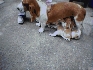 Vendo cachorros hush puppies bi-color (baset hound), 1 mes, padres a la vista $ 60.000.