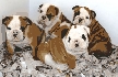 140 € --lindo akc bulldog inglés cachorros. Animales/Mascotas