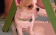 Chihuahua cachorros para su aprobación