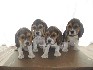Se venden hermosas cachorritas beagle