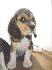 Se venden hermosas cachorritas beagle