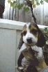 Perros basset hound "hush puppies"
