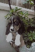 Perros basset hound "hush puppies"