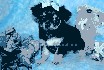 Adorable chihuahua cachorros Animales/Mascotas