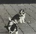 Wow! guapa y adorable chihuahua cachorros para usted Webmasters