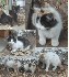 Regalo gatitos pequeños, muy bien criados!!! Animales/Mascotas