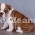 Bulldog inglés cachorros disponibles. Animales/Mascotas