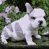 Cachorros bulldog francés para su aprobación listo para su aprobación.. Deportes Aventura