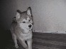 Shiba inu cachorros de casi 3 meses Animales/Mascotas