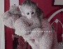 Bebé monos capuchinos para la adopción